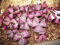 Oxalis Purple Shamrock / Oxalis regnellii 